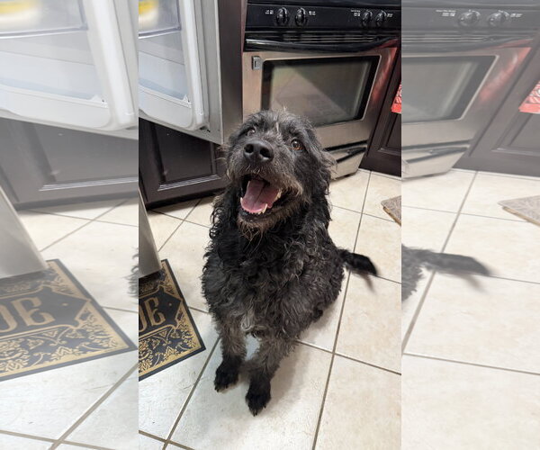 Medium Photo #4 Poodle (Standard)-Unknown Mix Puppy For Sale in Sandy, UT, USA