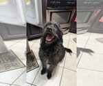 Small #3 Poodle (Standard) Mix