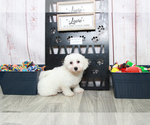 Small Photo #3 Bichon Frise Puppy For Sale in MARIETTA, GA, USA