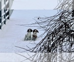 Small Photo #9 Brittany Puppy For Sale in ORRUM, NC, USA