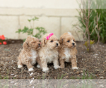 Small Photo #8 Maltipoo Puppy For Sale in MILLERSBURG, IN, USA