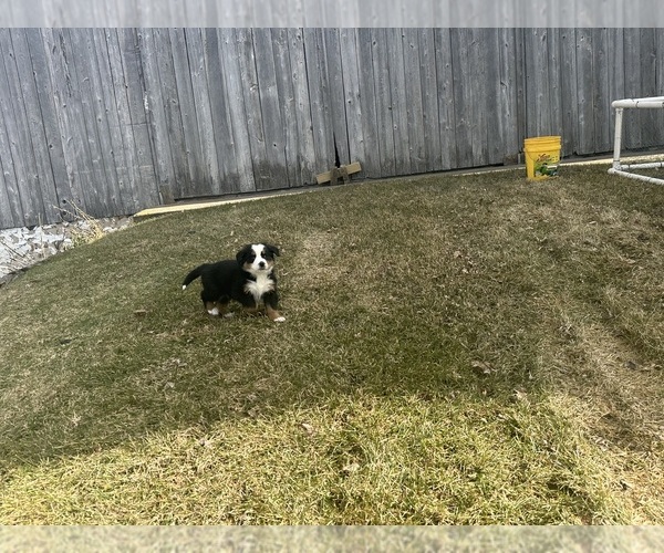 Medium Photo #5 Bernese Mountain Dog Puppy For Sale in ATHENS, WI, USA