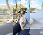 Small Shih Tzu