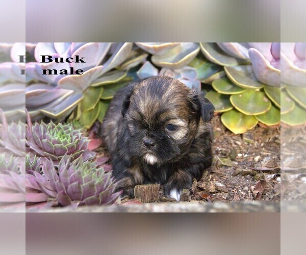 Medium Photo #12 Shih Tzu Puppy For Sale in CLARE, MI, USA