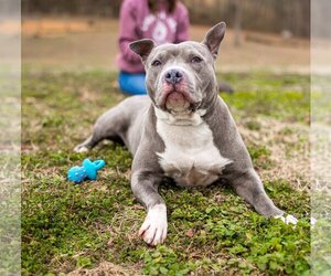 American Pit Bull Terrier-Unknown Mix Dogs for adoption in Sparta, TN, USA