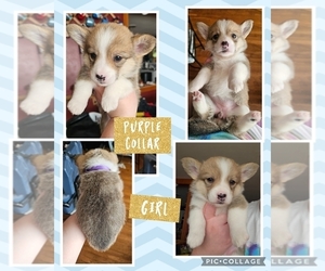 Pembroke Welsh Corgi Puppy for sale in URBANA, IL, USA