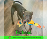 Small #16 American Pit Bull Terrier Mix