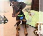 Small #6 Doberman Pinscher Mix