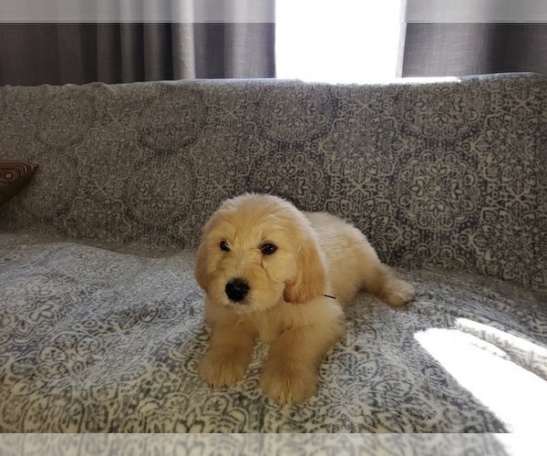 Medium Photo #3 Pyredoodle Puppy For Sale in MAGNOLIA, KY, USA