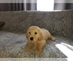 Small Photo #3 Pyredoodle Puppy For Sale in MAGNOLIA, KY, USA
