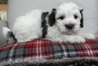 Maltipoo Puppy for sale in ROCKFORD, MI, USA