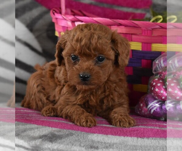 Medium Photo #2 Poodle (Toy) Puppy For Sale in GORDONVILLE, PA, USA