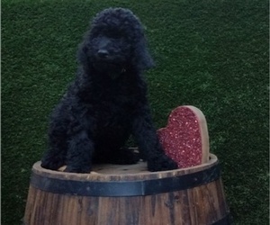 Poodle (Standard) Puppy for sale in AND, SC, USA