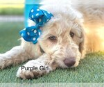 Small Photo #8 Goldendoodle-Poodle (Standard) Mix Puppy For Sale in CITRUS HEIGHTS, CA, USA