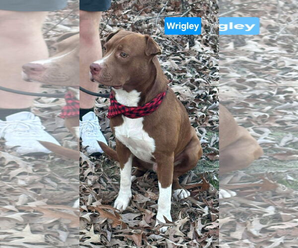 Medium Photo #1 Labrador Retriever-Unknown Mix Puppy For Sale in Alexander, AR, USA