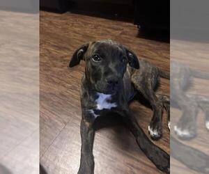 American Staffordshire Terrier-Unknown Mix Dogs for adoption in San Antonio, TX, USA