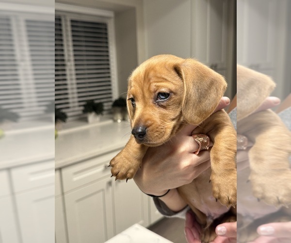 Medium Photo #2 Dachshund Puppy For Sale in SAN DIEGO, CA, USA