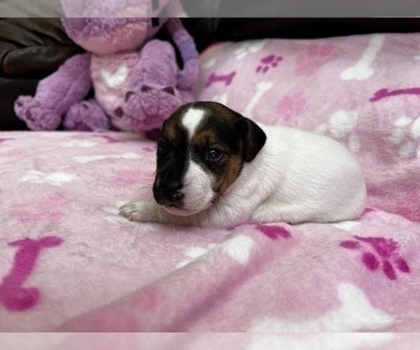 Medium Photo #2 Parson Russell Terrier Puppy For Sale in TEMECULA, CA, USA
