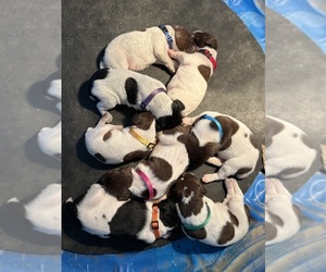 German Shorthaired Pointer Puppy for sale in BRINGHURST, IN, USA