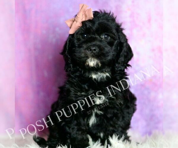 Medium Photo #5 Cavapoo (Miniature) Puppy For Sale in WARSAW, IN, USA