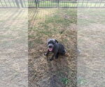 Small #4 Dachshund Mix