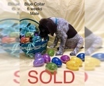 Small Photo #6 German Shorthaired Pointer Puppy For Sale in VISALIA, CA, USA