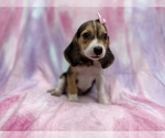 Small #5 Beagle