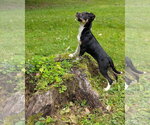 Small #2 American Pit Bull Terrier-Labrador Retriever Mix
