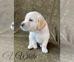 Small Photo #45 Labrador Retriever Puppy For Sale in MURRIETA, CA, USA
