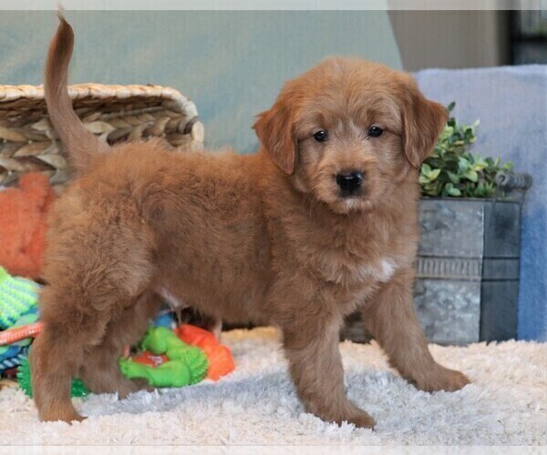 Medium Photo #5 Goldendoodle (Miniature) Puppy For Sale in SYRACUSE, IN, USA