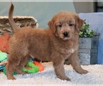 Small Photo #5 Goldendoodle (Miniature) Puppy For Sale in SYRACUSE, IN, USA