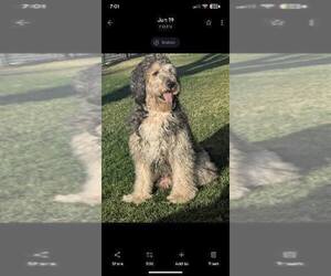 Father of the Double Doodle puppies born on 12/16/2025