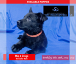 Small Photo #5 German Shepherd Dog Puppy For Sale in LONG GROVE, IL, USA