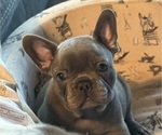 Puppy Blue French Bulldog