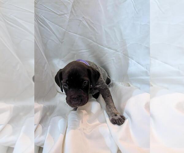 Medium Photo #2 German Shorthaired Pointer Puppy For Sale in CABOT, AR, USA