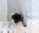 Small #1 German Shorthaired Pointer