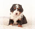 Puppy 2 Miniature Bernedoodle