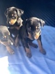 Small Photo #9 Doberman Pinscher Puppy For Sale in SUISUN CITY, CA, USA