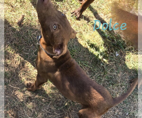 Medium Photo #3 Labrador Retriever-Unknown Mix Puppy For Sale in Jackson, MS, USA