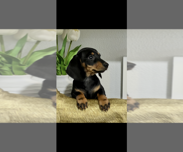 Medium Photo #3 Dachshund Puppy For Sale in NILES, MI, USA