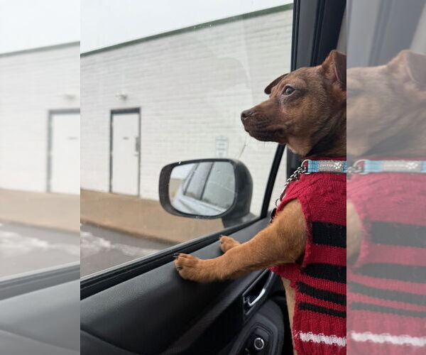 Medium Photo #3 Chiweenie Puppy For Sale in Plymouth, MN, USA