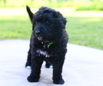 Puppy Samson Shepadoodle