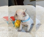 Small #11 Faux Frenchbo Bulldog