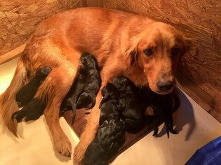 Mother of the Golden Mountain Dog puppies born on 12/20/2018