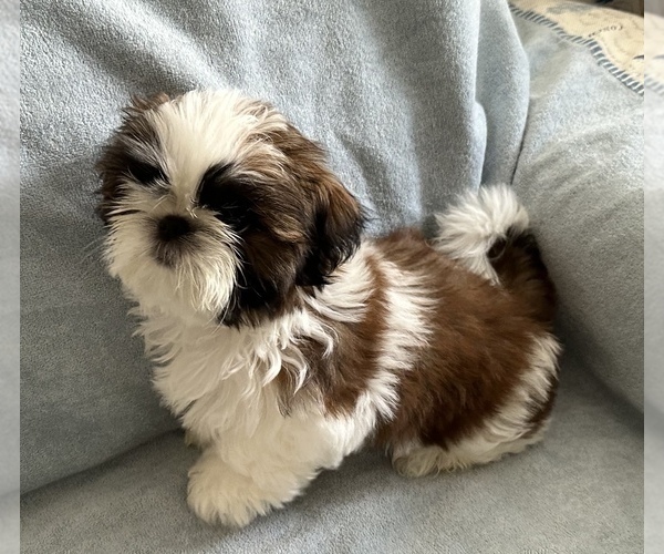 Medium Photo #3 Shih Tzu Puppy For Sale in REDINGTN SHOR, FL, USA
