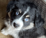 Small Photo #2 Miniature Australian Shepherd Puppy For Sale in MIDLAND, TX, USA