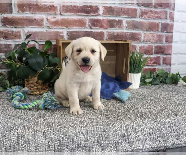 Medium Photo #3 Labrador Retriever Puppy For Sale in SYRACUSE, IN, USA
