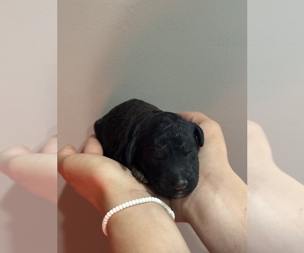Medium Photo #5 Poodle (Standard) Puppy For Sale in LONGMONT, CO, USA