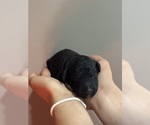 Small #4 Poodle (Standard)