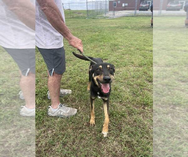 Medium Photo #4 Mutt Puppy For Sale in Abbeville, LA, USA
